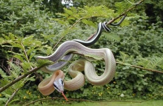 有哪些适合作为宠物的蛇 知乎