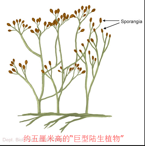 原因其实很简单—— 志留纪,地球上第一次出现了陆生宏观植物.
