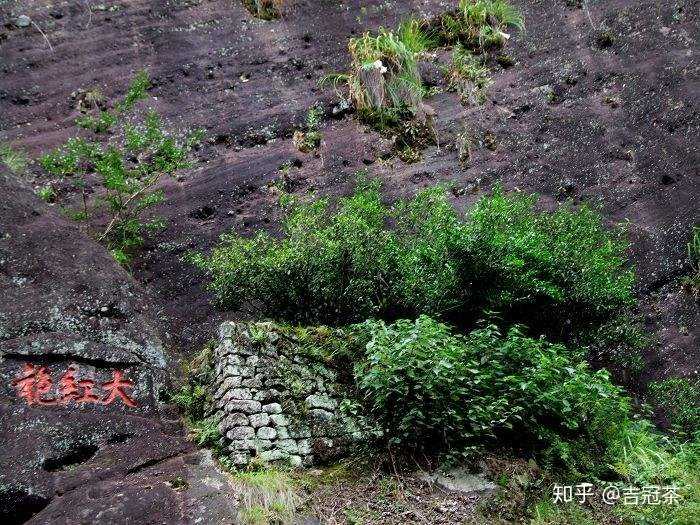 母树大红袍给谁喝了图片