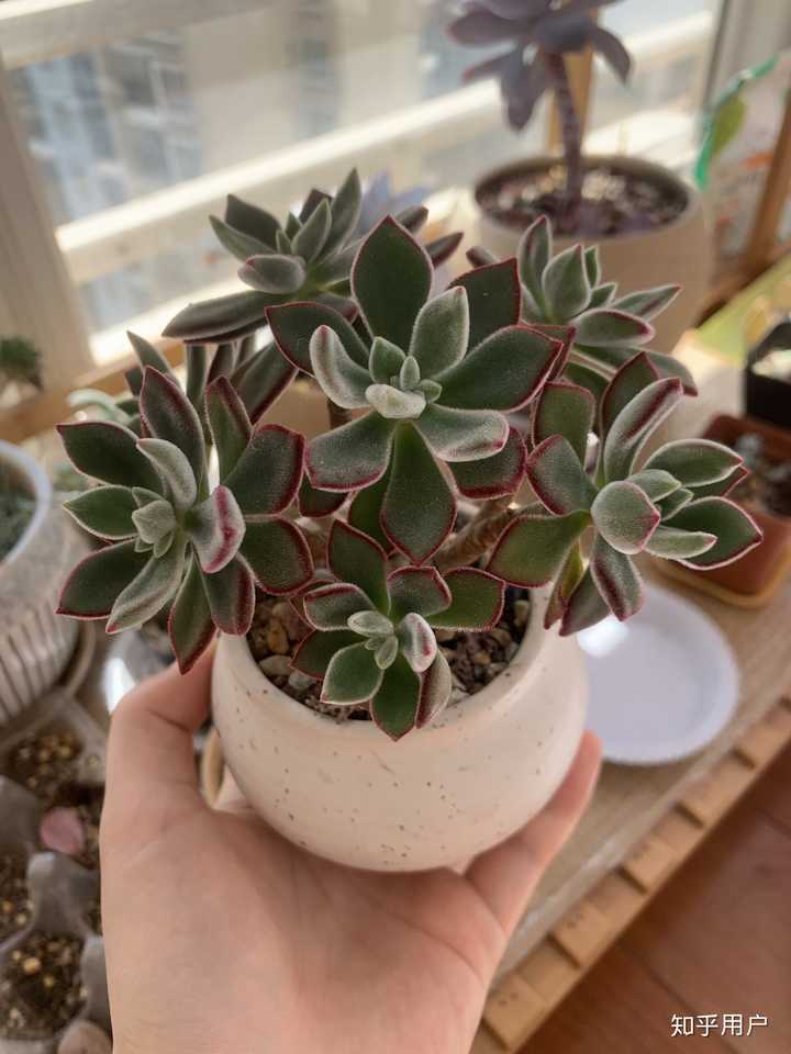 多肉植物应该怎么浇水 知乎 多肉植物应该怎么浇水 知乎