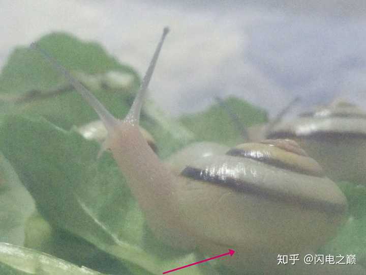 如果把蜗牛从壳里取出还能活么 知乎 如果把蜗牛从壳里取出还能活么 知乎