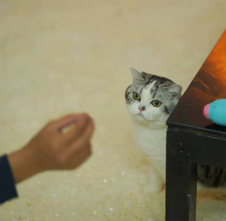摸猫的头时,猫为什么常常会闭眼? - 知乎