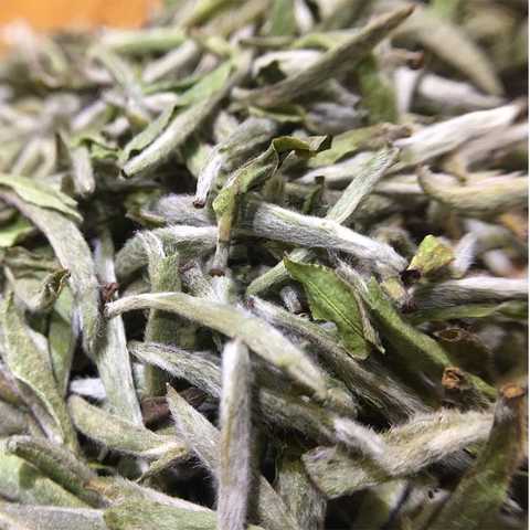 白牡丹茶 知乎