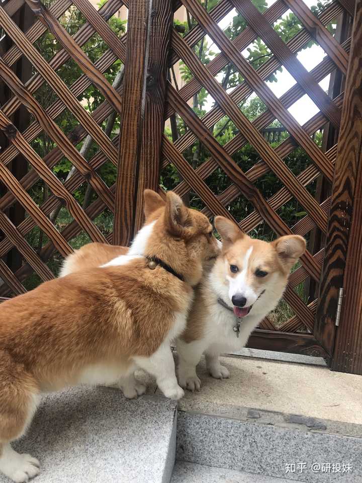 犬类之间会产生类似爱情的感情吗 知乎