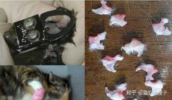 哪些养猫行为 其实是在让猫咪承受痛苦 知乎