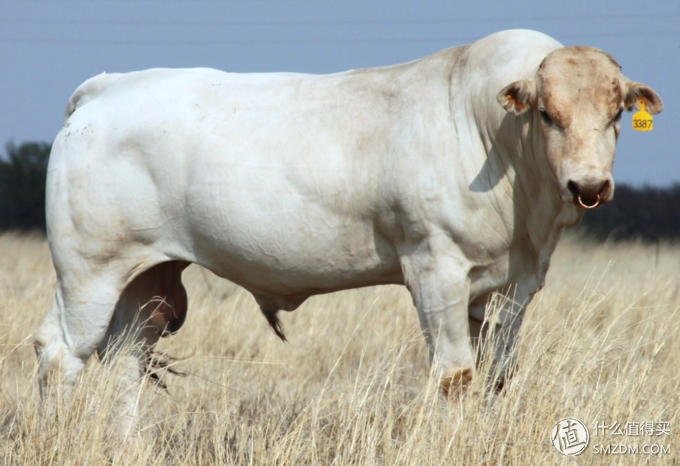 澳大利亚牛品种图片