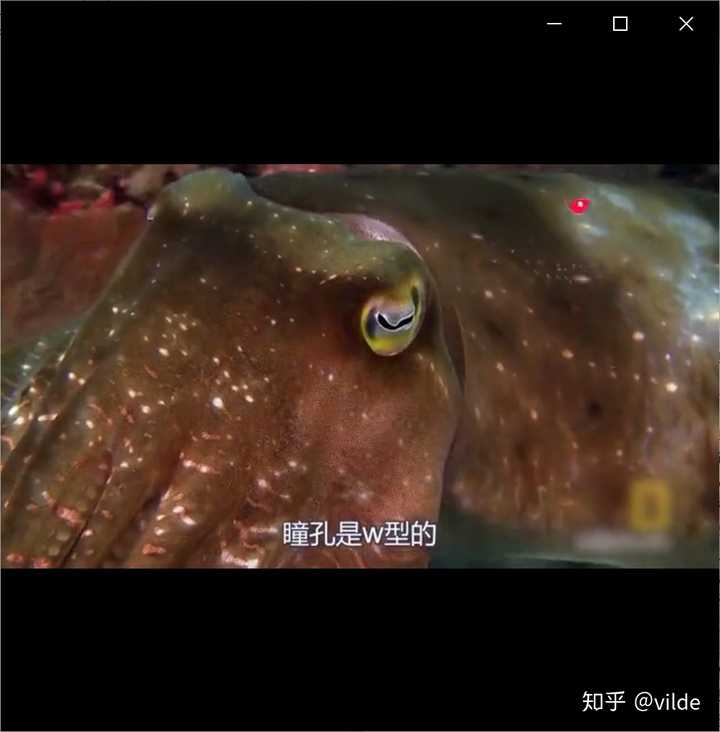 羊的瞳孔为什么是长方形的 知乎 羊的瞳孔为什么是长方形的 知乎