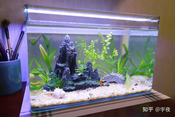 新手入门养鱼 该怎么开始 知乎 新手入门养鱼 该怎么开始 知乎