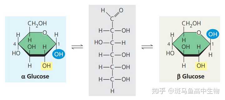 苷元中α,β指什么?