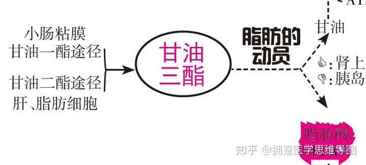 人体的脂质代谢是怎么个流程? - 知乎