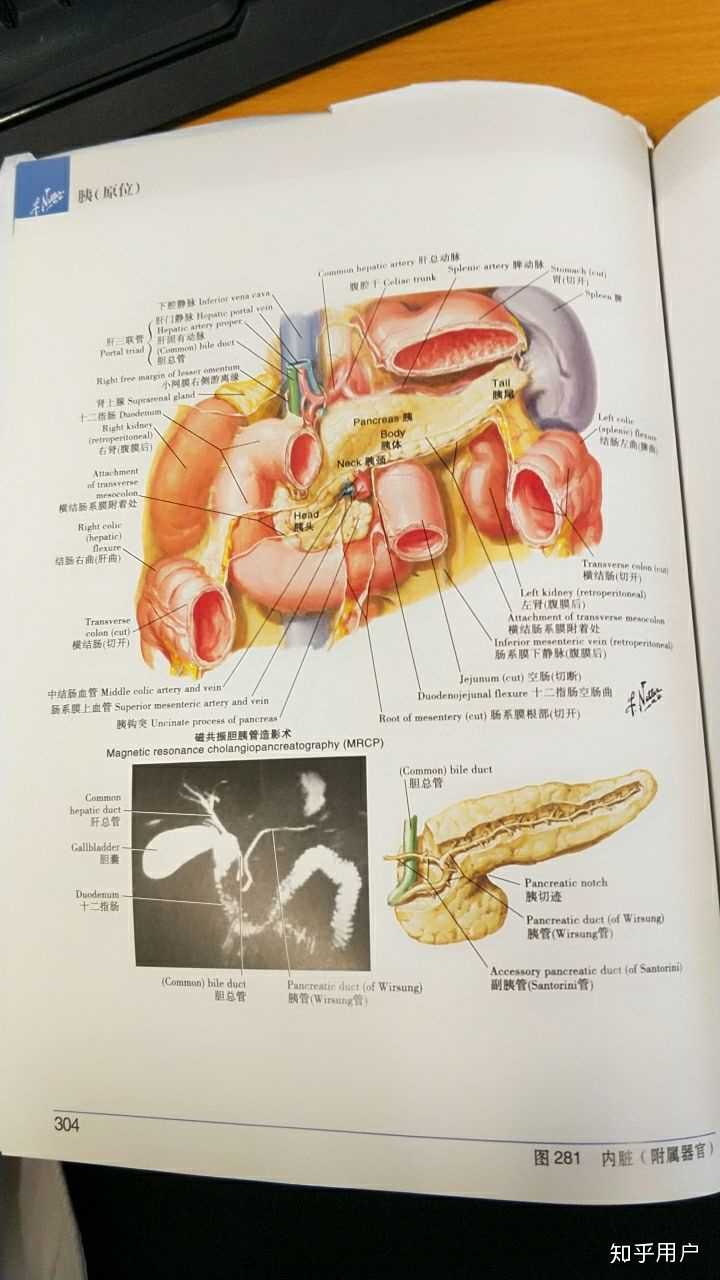 胰腺是哪个位置？ - 知乎