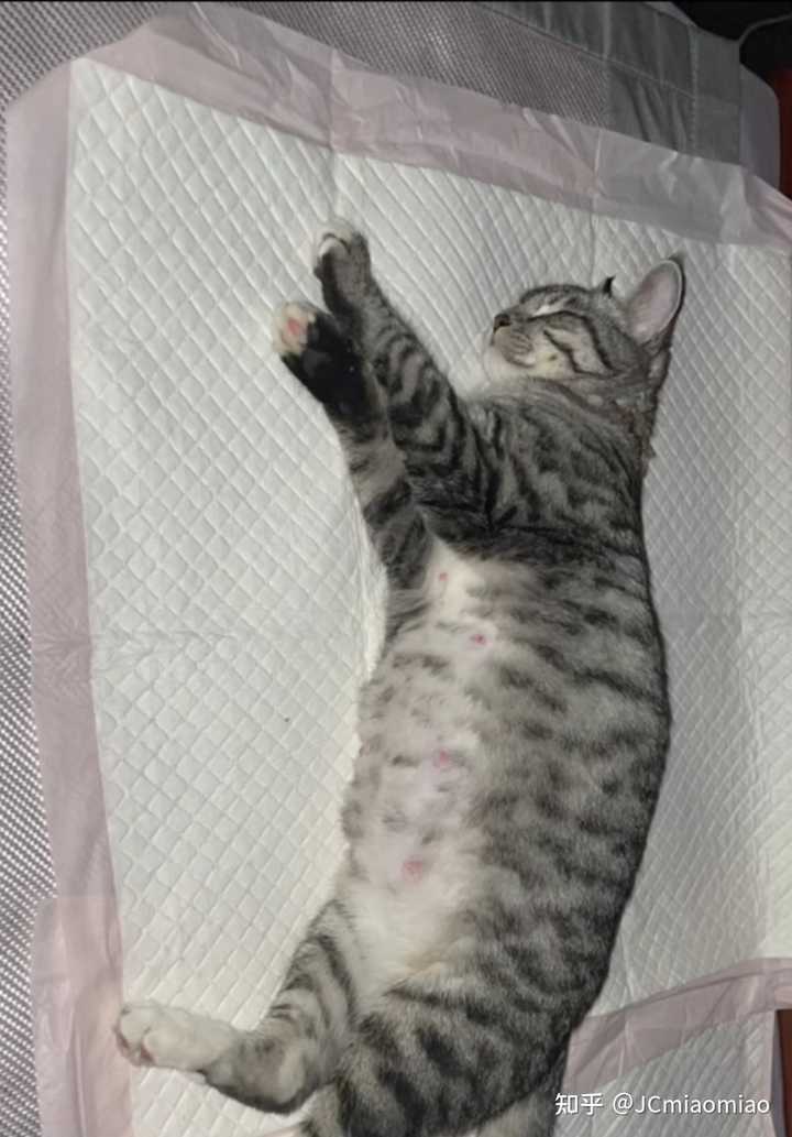 猫生崽崽要准备什么？ - 知乎