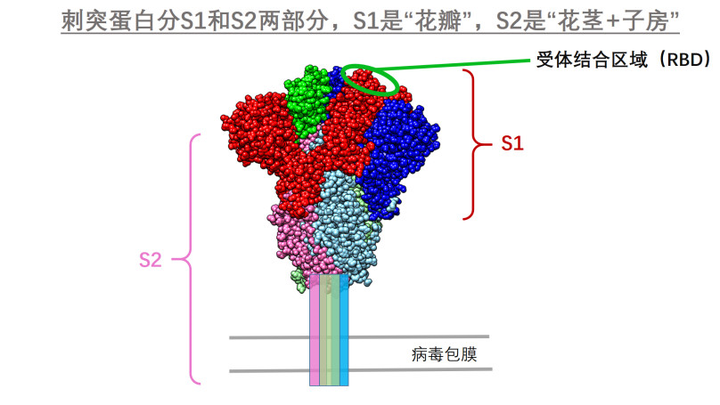 刺突蛋白在新冠病毒中的位置(上图,来自wikipedia.