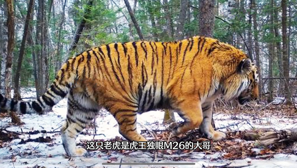 哪些动物可以杀死东北虎？