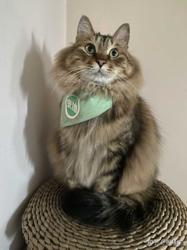 有人养长毛的狸花猫吗 真的长得像缅因猫吗 知乎 有人养长毛的狸花猫吗 真的长得像缅因猫吗 知乎