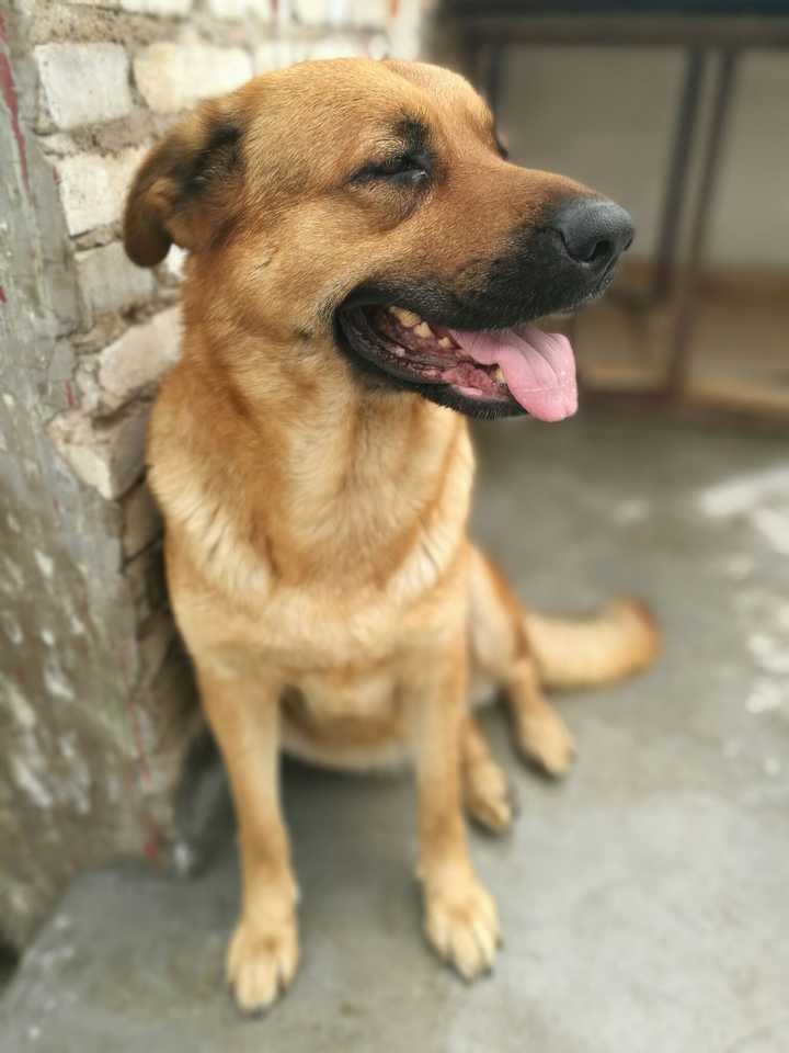 德牧和金毛养哪个好 知乎