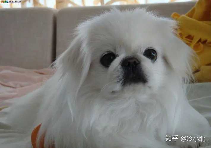 常见的小型犬有哪些品种? - 知乎