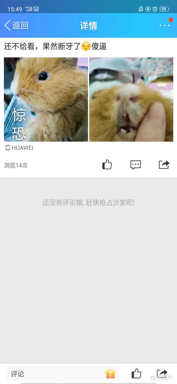 为什么荷兰猪总是断牙 怎么才能让荷兰猪不咬笼子 知乎