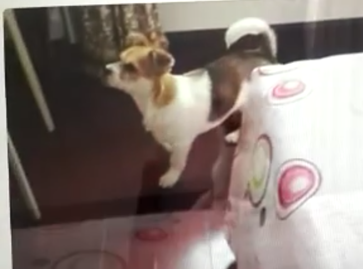 狗是怎么理解离别的 知乎