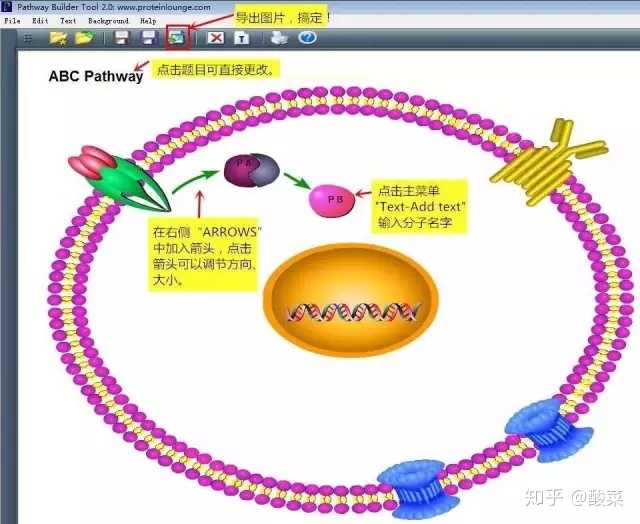 请问各位什么软件可以做出这种SCI论文机制图图片? - 知乎