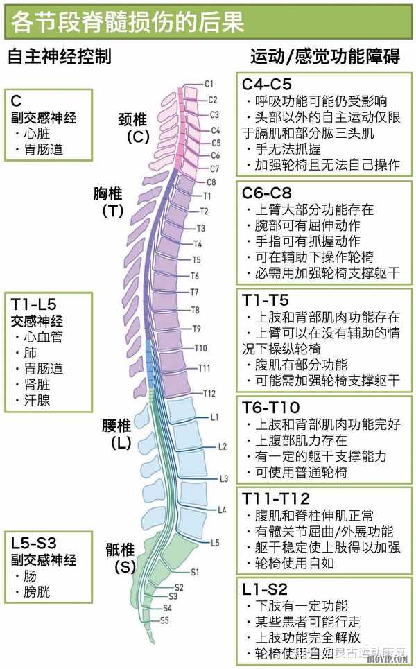 脊髓损伤分布图图片