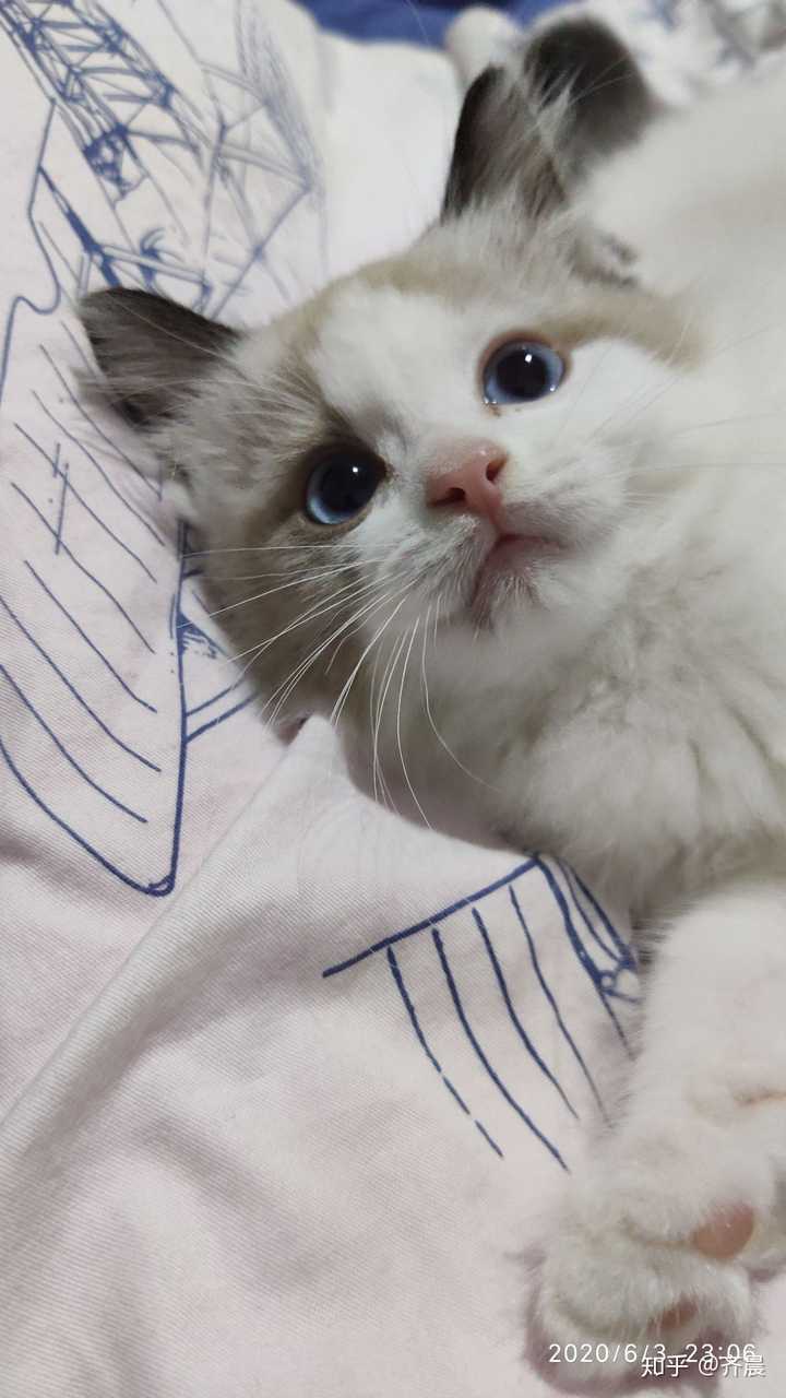 三个月的布偶猫才两斤多脸尖尖的正常吗该怎么增肥