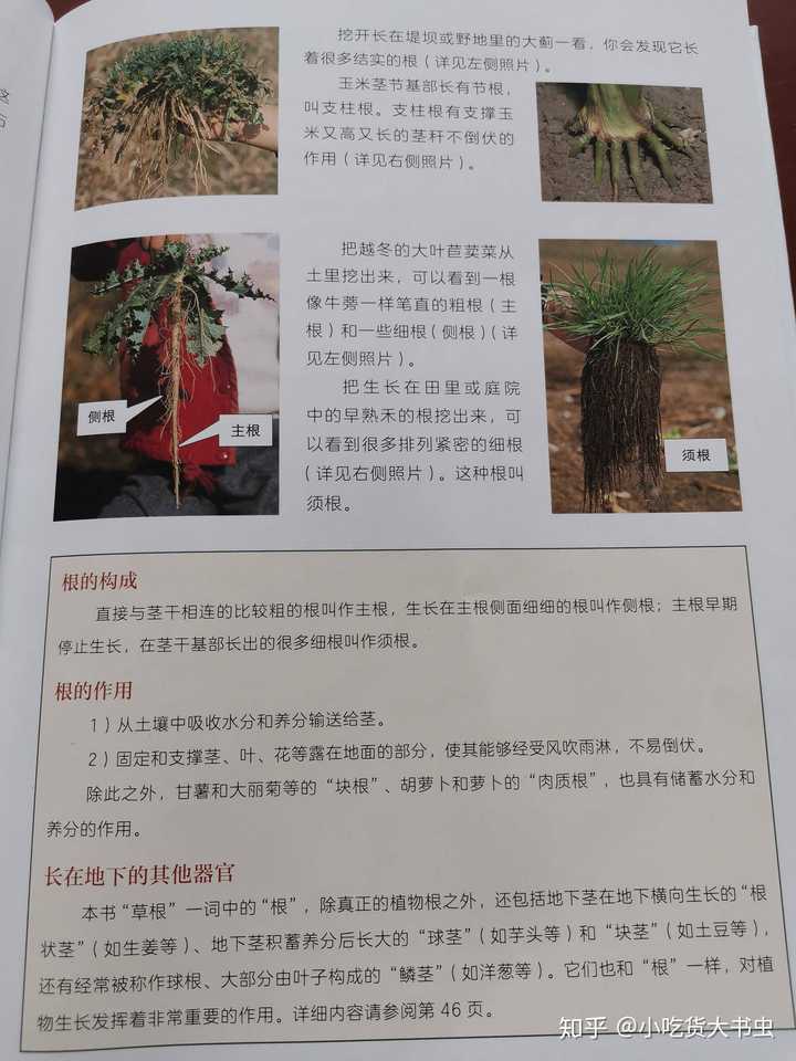 家长如何正确的引导孩子认识动植物及大自然 知乎 家长如何正确的引导孩子认识动植物及大自然 知乎