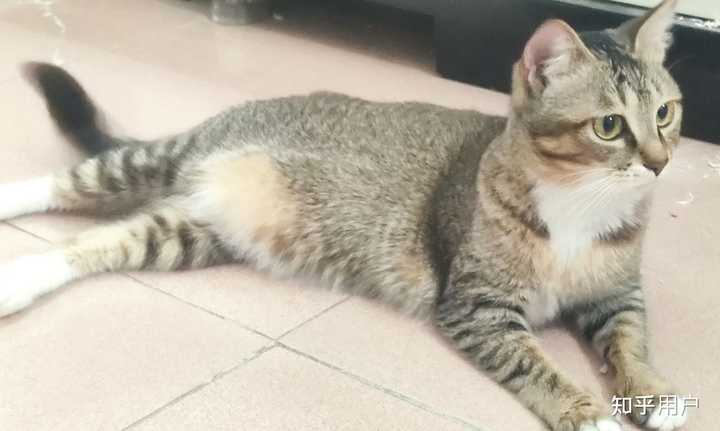 养雀猫(麻猫)是一种怎样的体验? - 知乎
