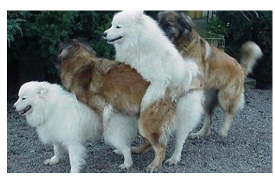 狗交配会出现拔不出来的现象 这种流行说法是真实的吗 知乎