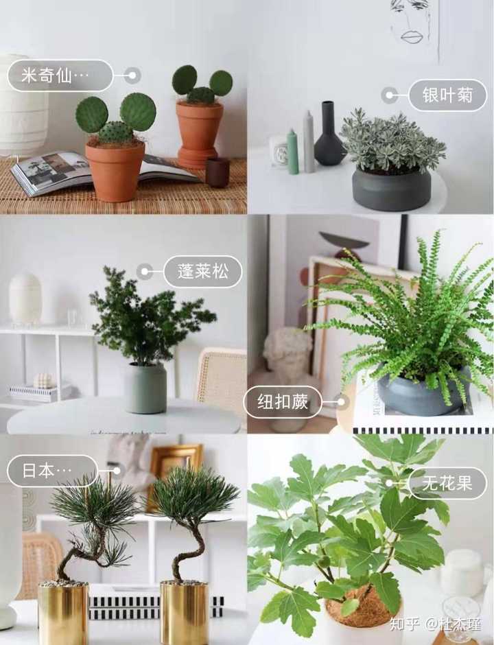 淘宝上买过什么室内盆栽逼格高价位低的 知乎