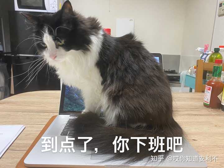 在日本养猫大概需要多少开销 知乎