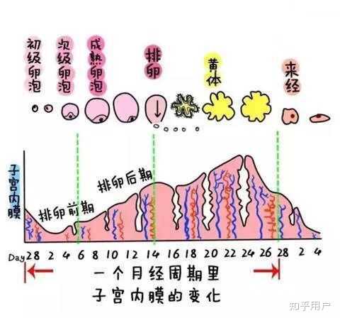 能不能用医学（科学）知识来解释一下，为什么经期吃冰会导致痛经？ 知乎 