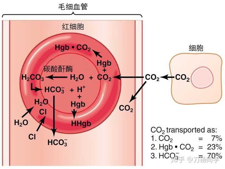 血液运输二氧化碳的三种方式,其中碳酸氢根是最主要的方式