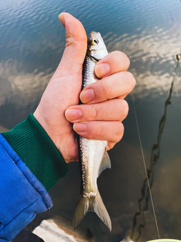 钓鱼佬真的会吃自己钓的鱼吗？