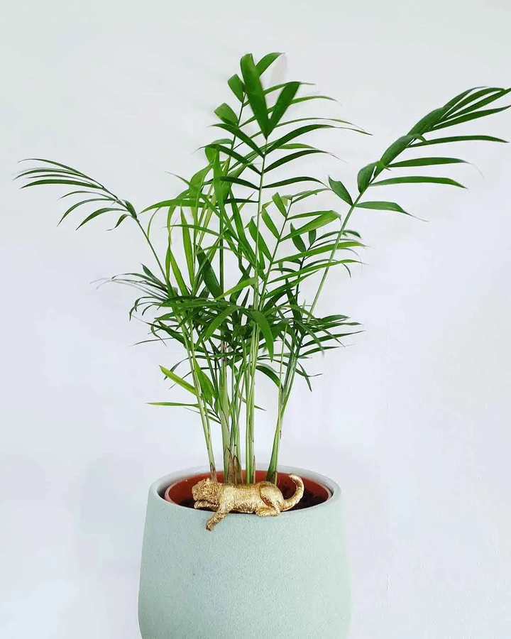 家里养猫 对猫无毒又比较好养的室内植物有哪些 知乎