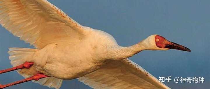 白鹤的学名是Leucogeranus leucogeranus还是Grus leucogeranus? - 知乎