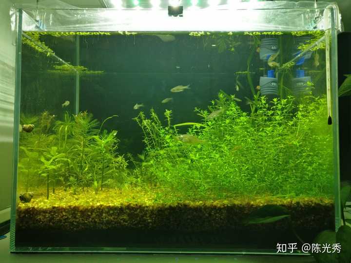 小鱼缸水草和鱼的比例多少合适 知乎 小鱼缸水草和鱼的比例多少合适 知乎