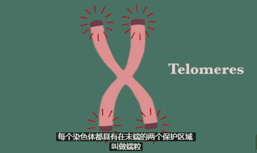 端粒与衰老的关系是什么? - 知乎