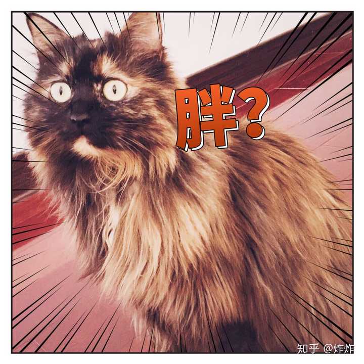 玳瑁猫有没有貌美的例外存在 知乎 玳瑁猫有没有貌美的例外存在 知乎