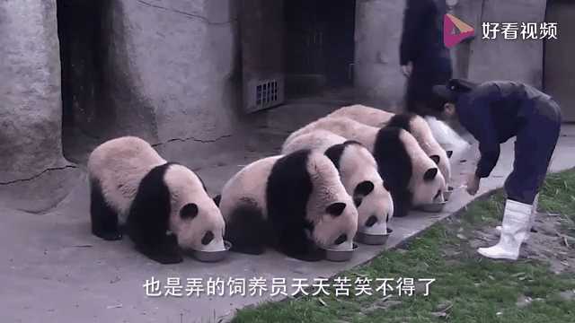 动图封面