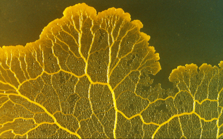 异星觉醒 生物图片