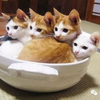夏虫不可语冰