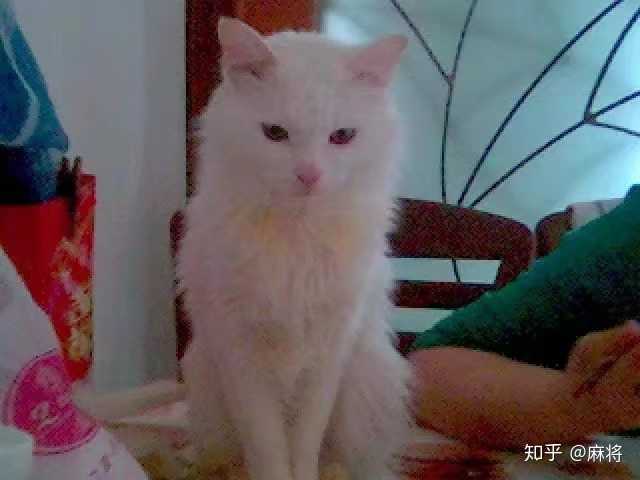 猫真的摔不死吗 知乎