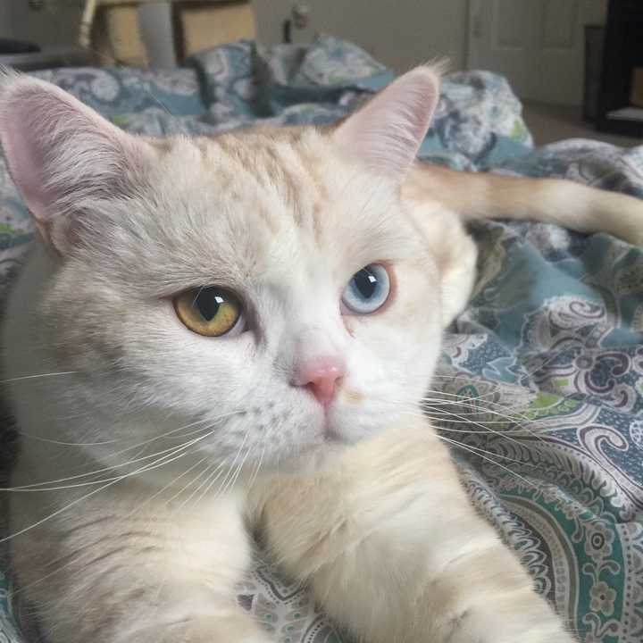 在猫界的眼中，算美和帅的猫长的什么样？ - 知乎