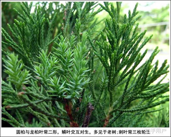 松科,杉科,柏科有哪些主要不同点? - 知乎