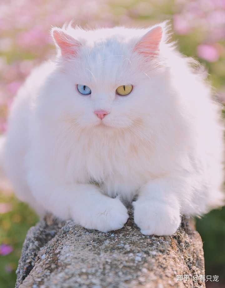 古代黑白猫的雅称 古代猫花色的称呼 猫咪花色叫法及图片 古代黑白猫的雅称 古代猫花色的称呼 猫咪花色叫法及图片