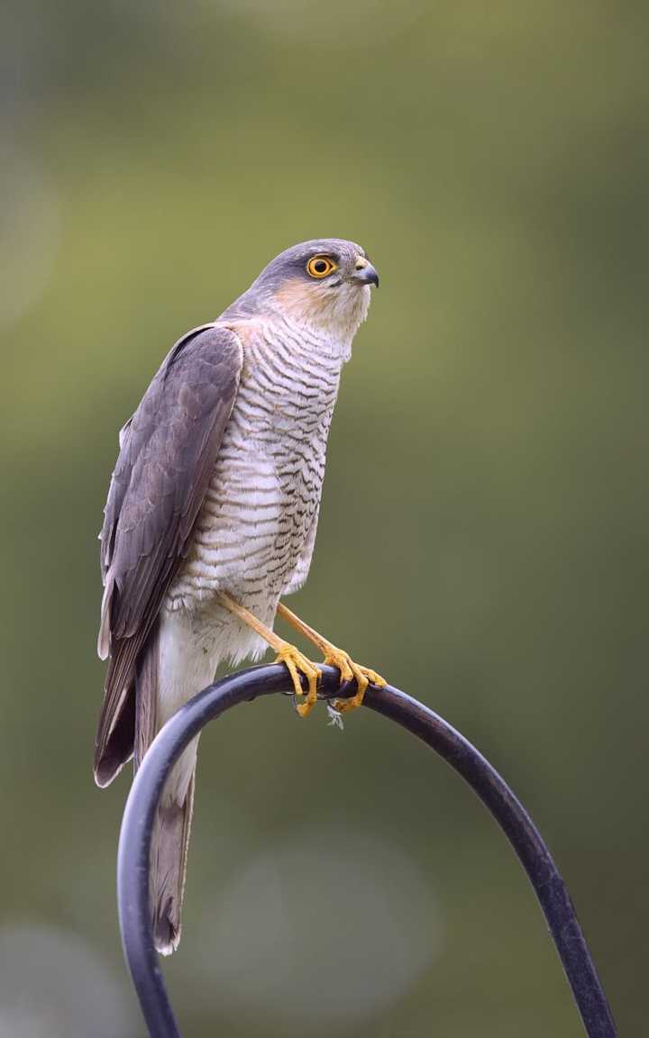 隼形目鸟类是按照什么分科命名的呢？ - 知乎