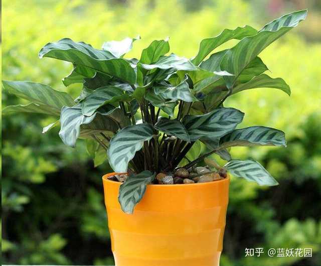 为什么花店的绿植买回家都活不长 知乎