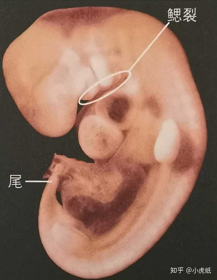 现今发现的所有多细胞生物都来自同一个祖先么?