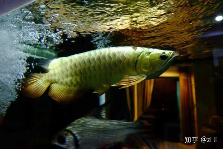 鱼缸水泵选择得看准这几点! - 知乎